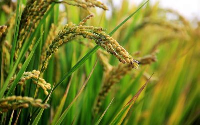 Conheça o perfil da produção e da indústria do arroz no Brasil